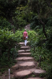 Forest rock walking trail Photo