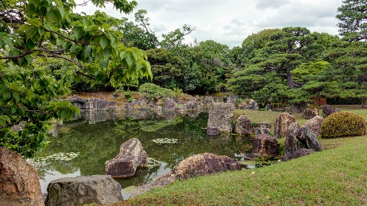 Rock pond jungle botany Photo