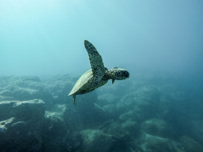 Foto Mare oceano sott'acqua biologia