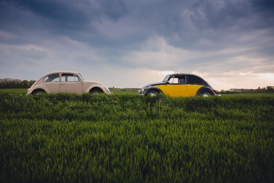 Herbe voiture champ prairie
