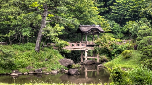 Landscape tree forest wilderness Photo