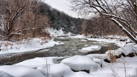 Landscape tree water branch Photo