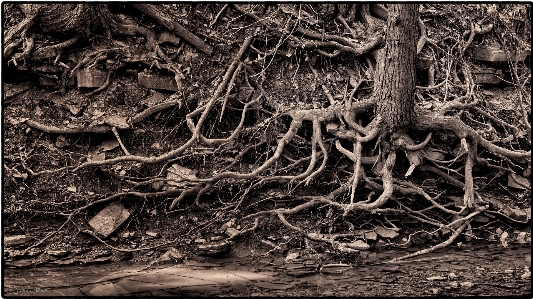 Foto árbol naturaleza arroyo
 rama