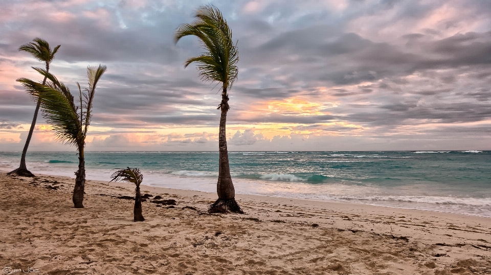 Plage mer côte arbre