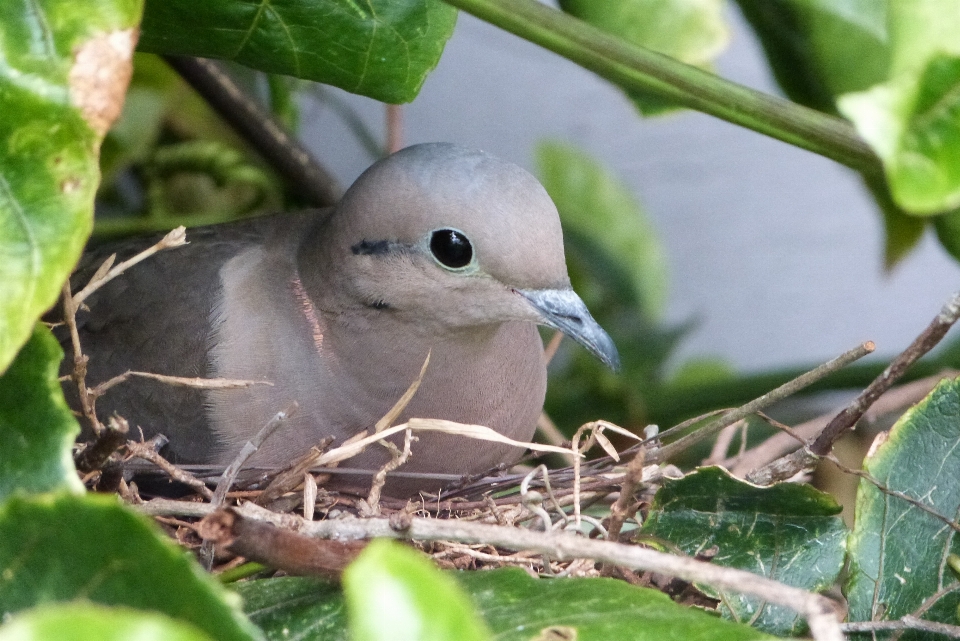 Nature branch bird flower