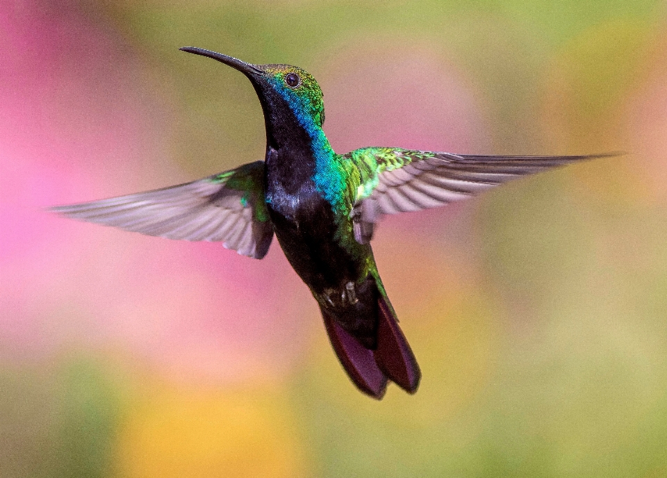 Uccello ala volare becco