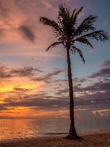 海滩 海 海岸 树 照片