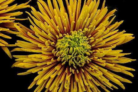 Blossom plant flower petal Photo