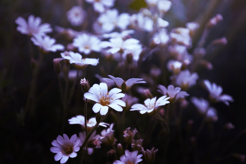 Natur blüte anlage fotografie