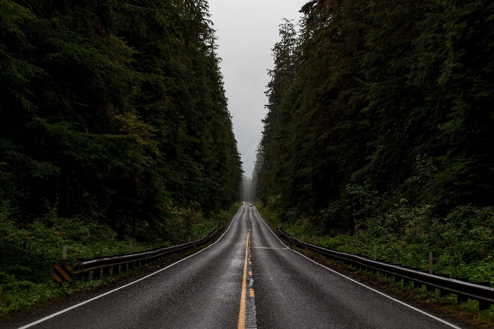 Tree forest track road