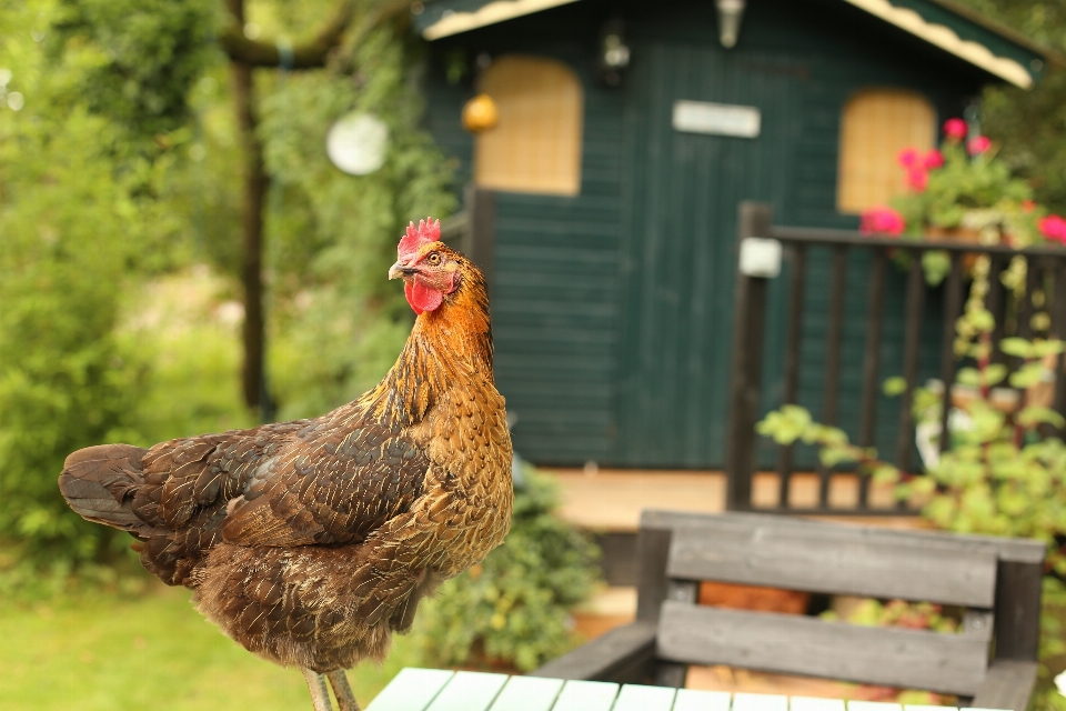 Vogel baracke feder huhn