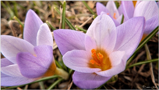 Blossom plant flower petal Photo