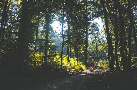 Tree nature forest path Photo