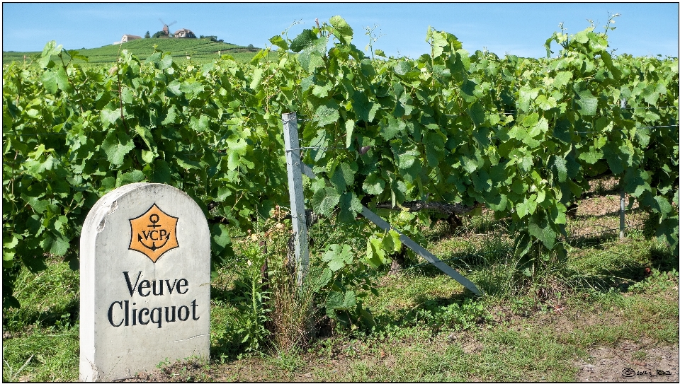 Vineyard wine field farm