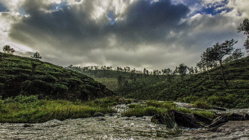 Paysage arbre eau nature