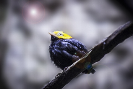 Foto Natura ramo uccello ala