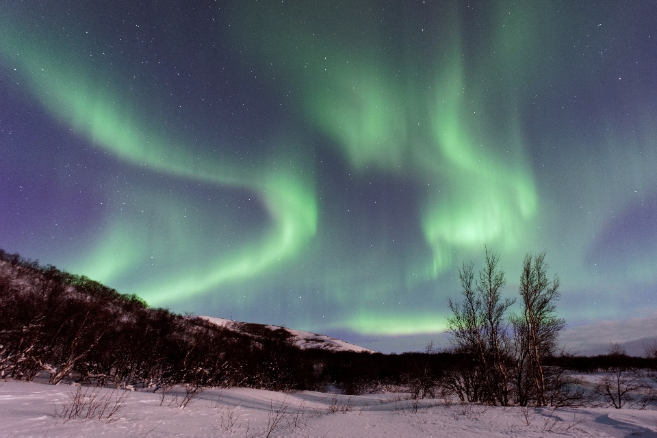 Drzewo atmosfera północne światło
 zorza polarna