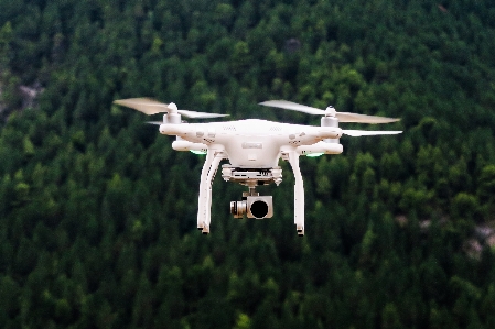 Foto Albero foresta ala volare