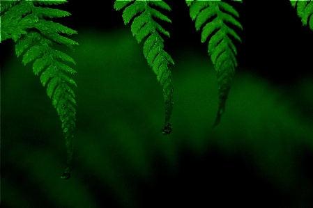 Tree nature grass branch Photo