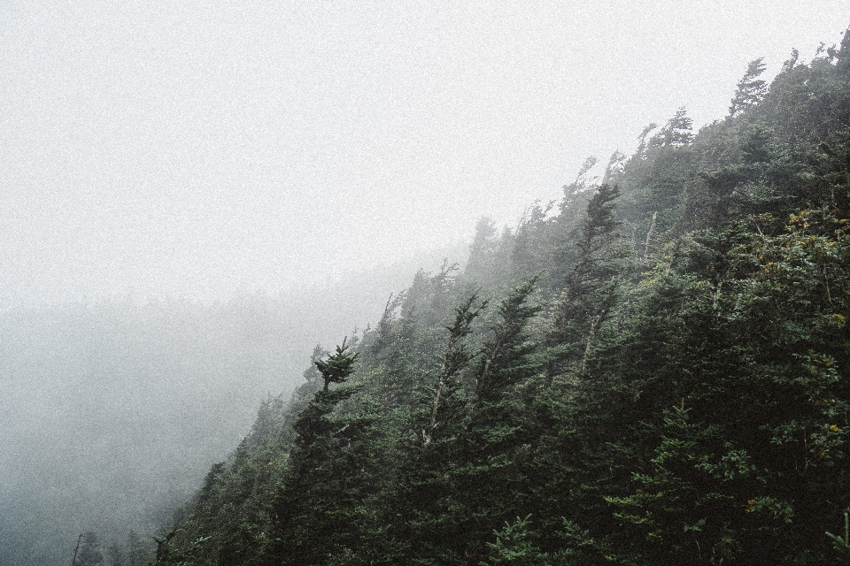 Tree forest wilderness mountain