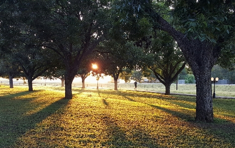 Ağaç doğa çimen bitki Fotoğraf