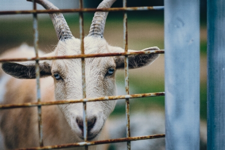 Fence animal rustic wildlife Photo