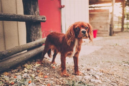 Foto Cucciolo cane animale mammifero