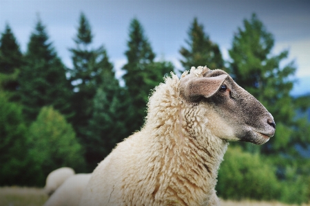 Foto Animale animali selvatici pecora sempreverde