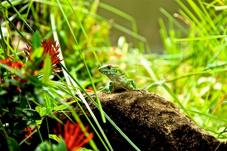 Grass branch wildlife green Photo