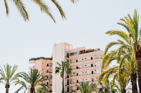 Foto Spiaggia albero pianta finestra