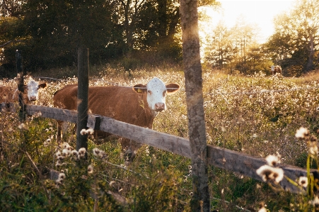 Grass fence field farm Photo