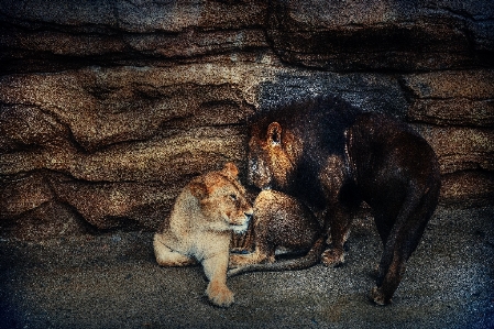 Wildlife zoo feline couple Photo