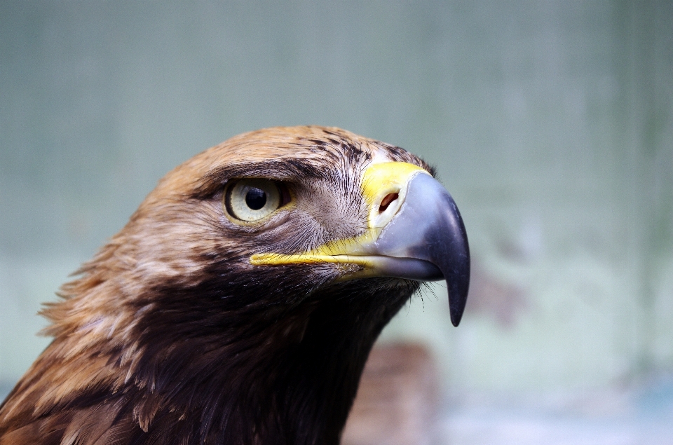 Uccello ala animali selvatici becco