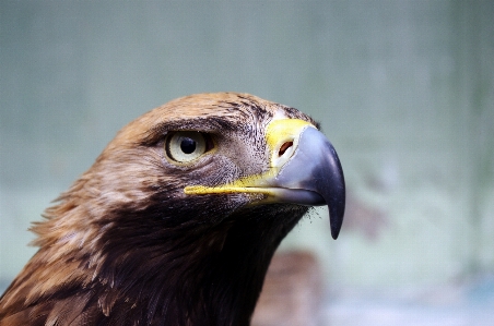 Foto Pássaro asa animais selvagens bico