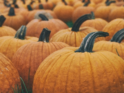 Foto Arancia raccolto autunno zucca