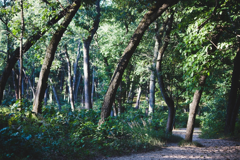 Pohon hutan jalur jalan