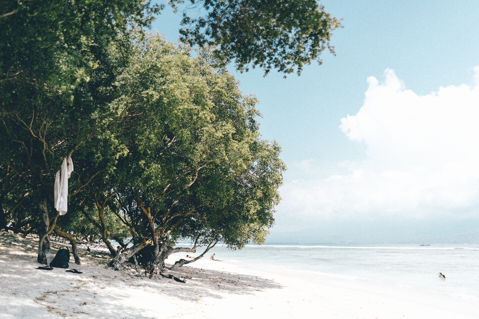 Pantai laut pesisir pohon