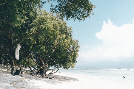 Beach sea coast tree Photo