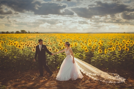 Photo Usine champ matin fleur