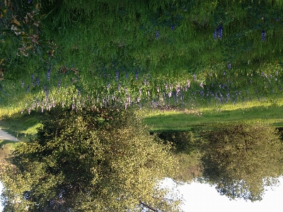 Baum natur wald gras Foto