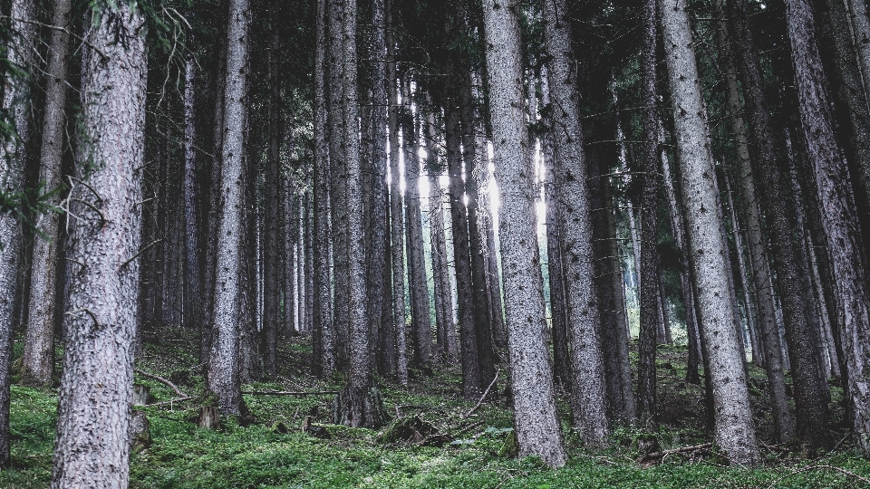 árbol bosque césped rama