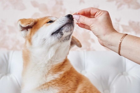 Foto Anak anjing mamalia menguap