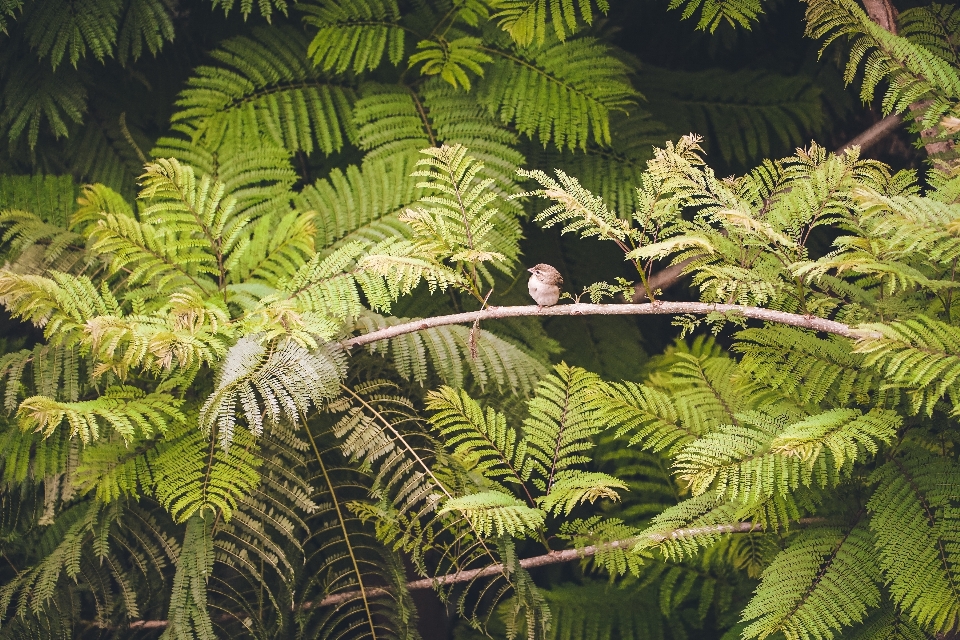 Albero foresta ramo uccello