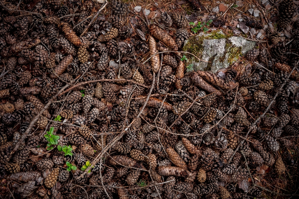 árvore natureza floresta filial