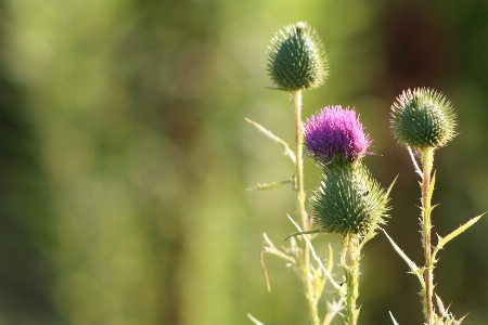 自然 草 植物 分野 写真