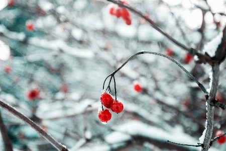 Baum zweig blüte schnee Foto