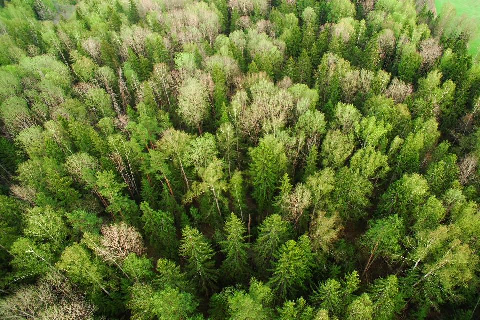 Tree forest branch plant