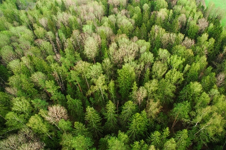 Foto Albero foresta ramo pianta