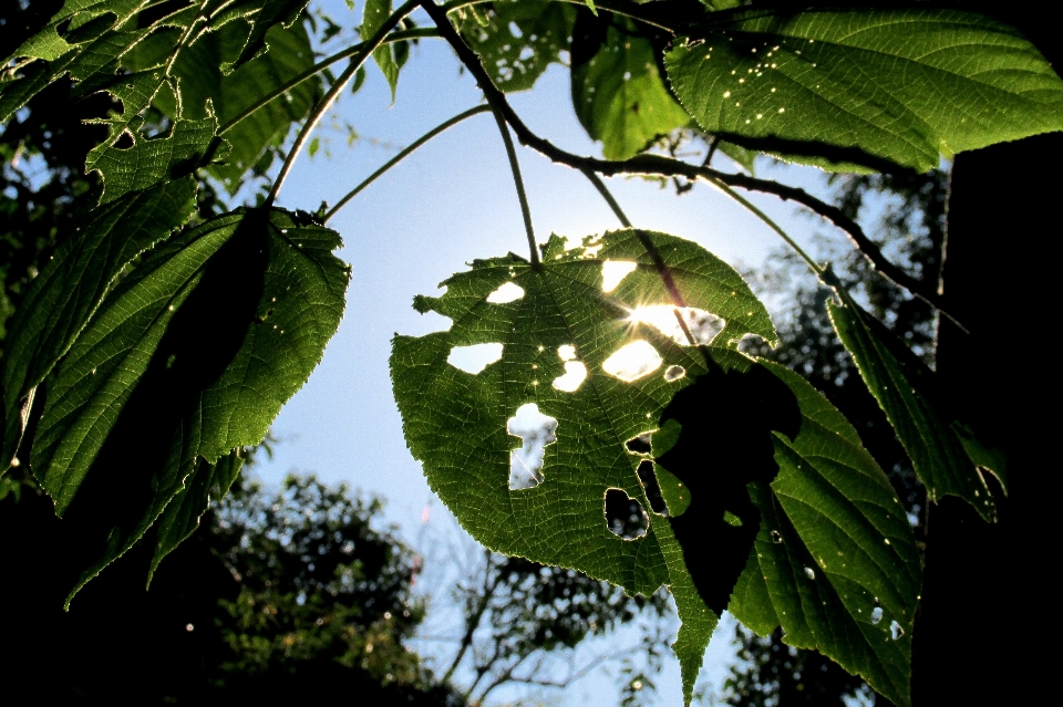 Arbre nature forêt bifurquer