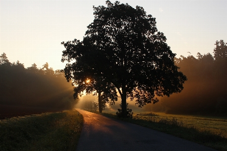 Tree nature path horizon Photo